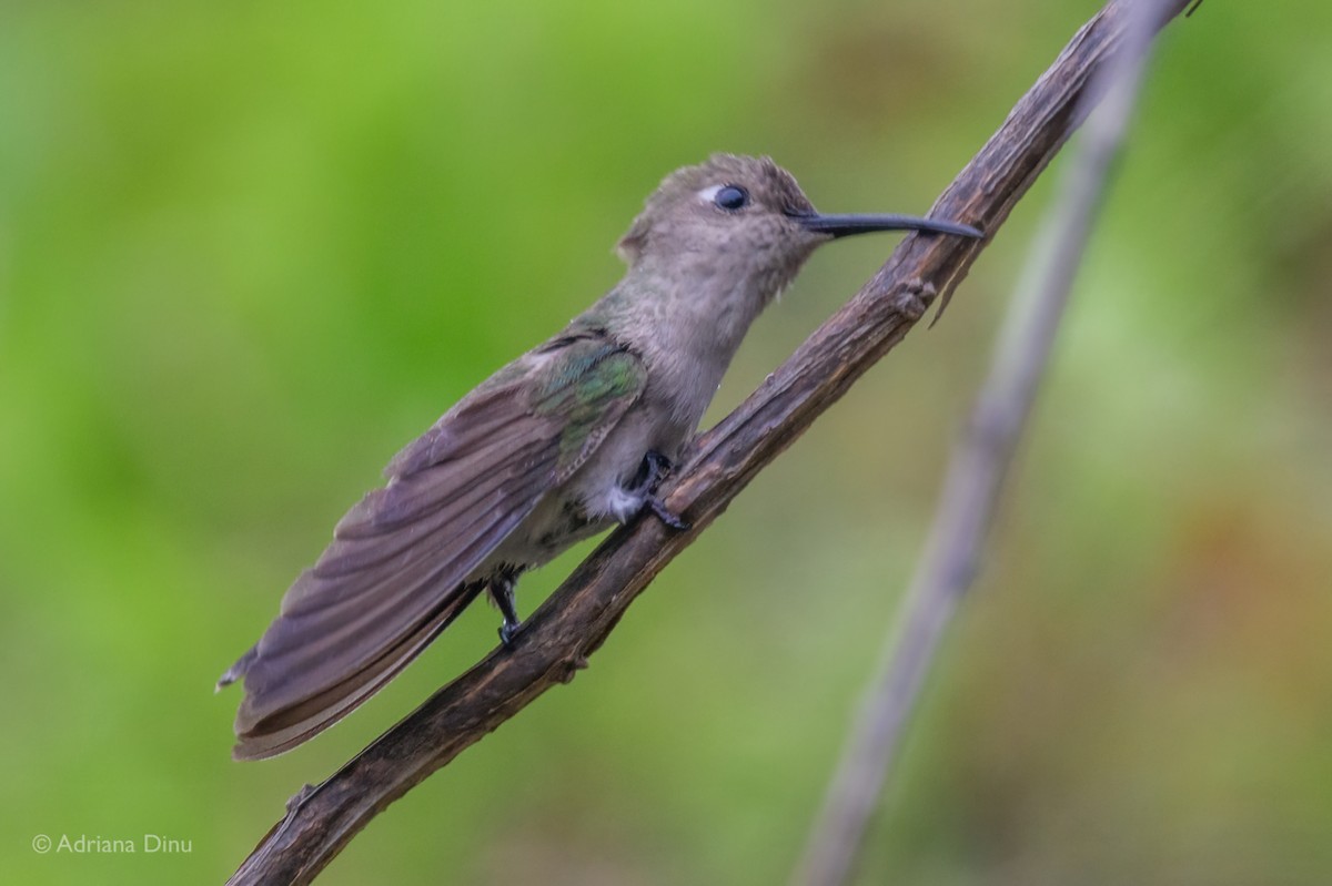 Colibrí de Tumbes - ML621660699