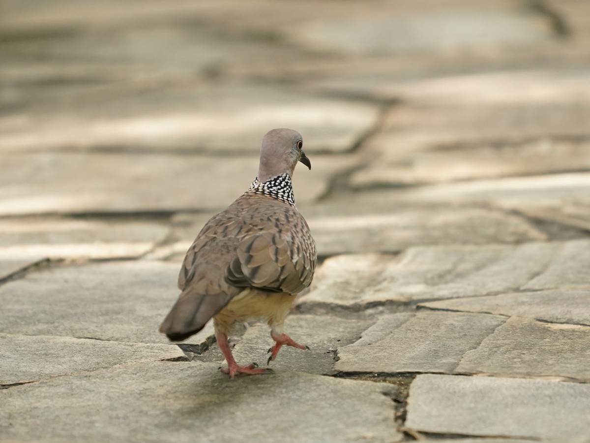 Spotted Dove - ML621660743