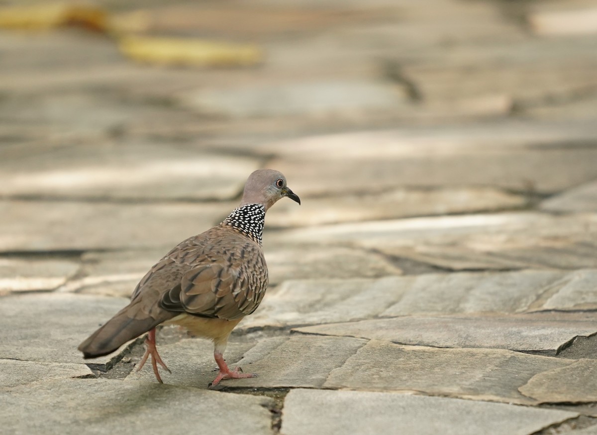 Spotted Dove - ML621660744