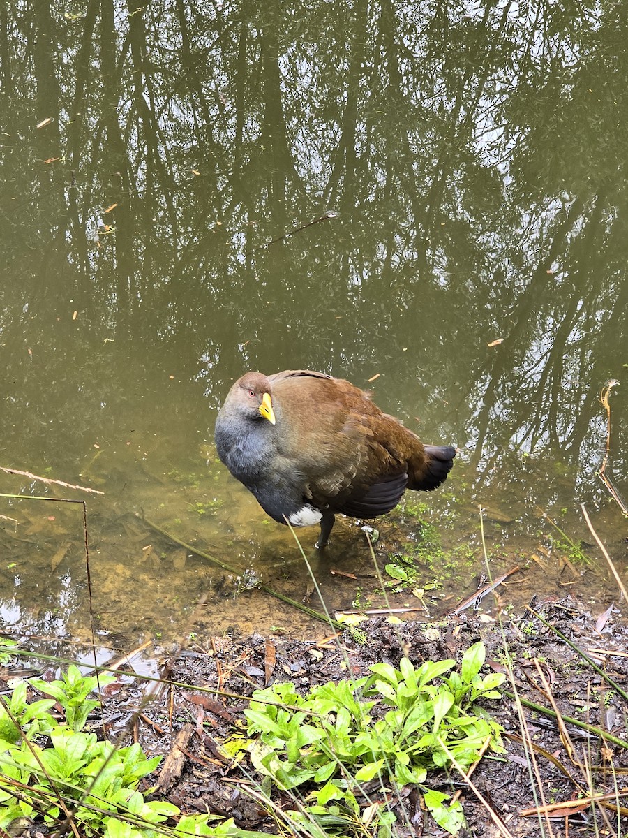 Tasmanian Nativehen - ML621660750