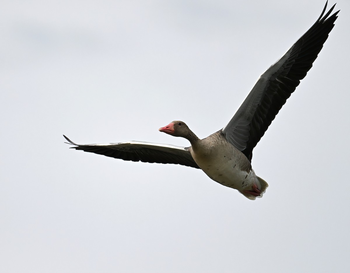 Graylag Goose - ML621660946