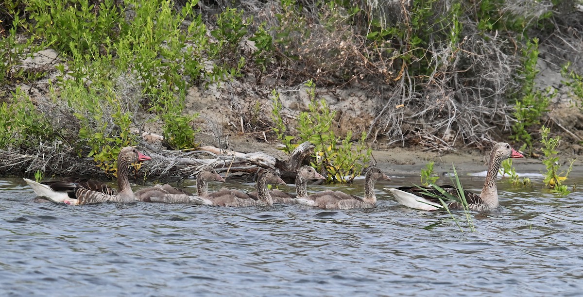 Graylag Goose - ML621660947