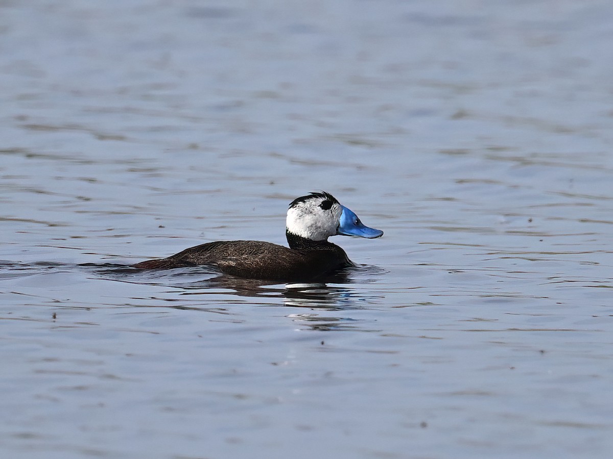 White-headed Duck - ML621660950