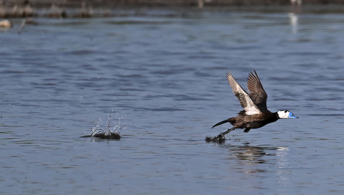 White-headed Duck - ML621660951