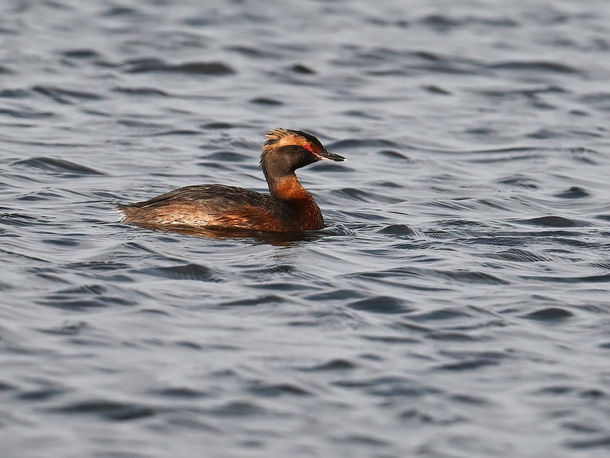 Horned Grebe - peng su