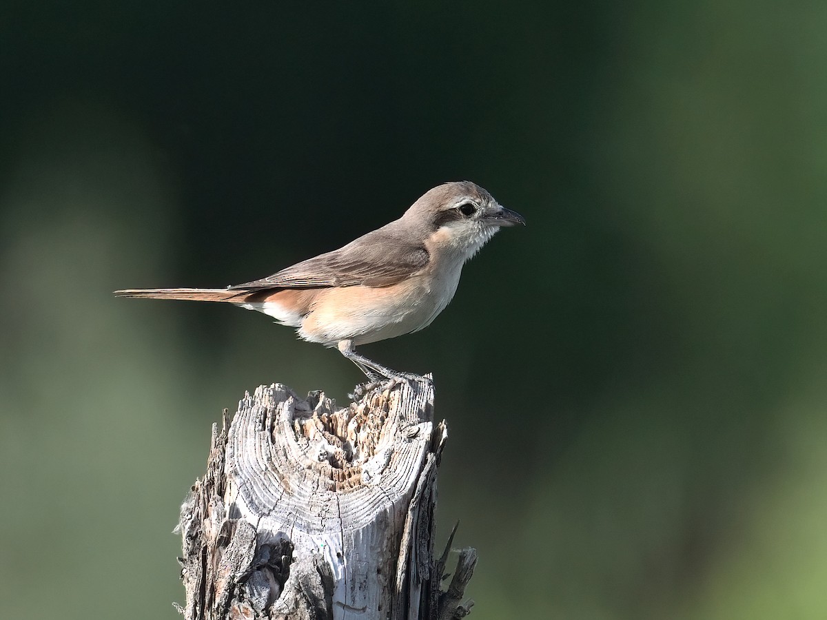 Isabelline Shrike - ML621660960