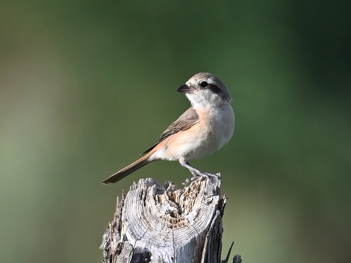 Isabelline Shrike - ML621660961