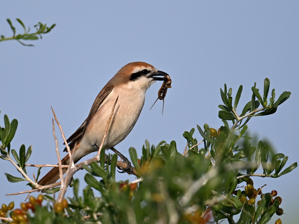 Red-tailed Shrike - ML621660963