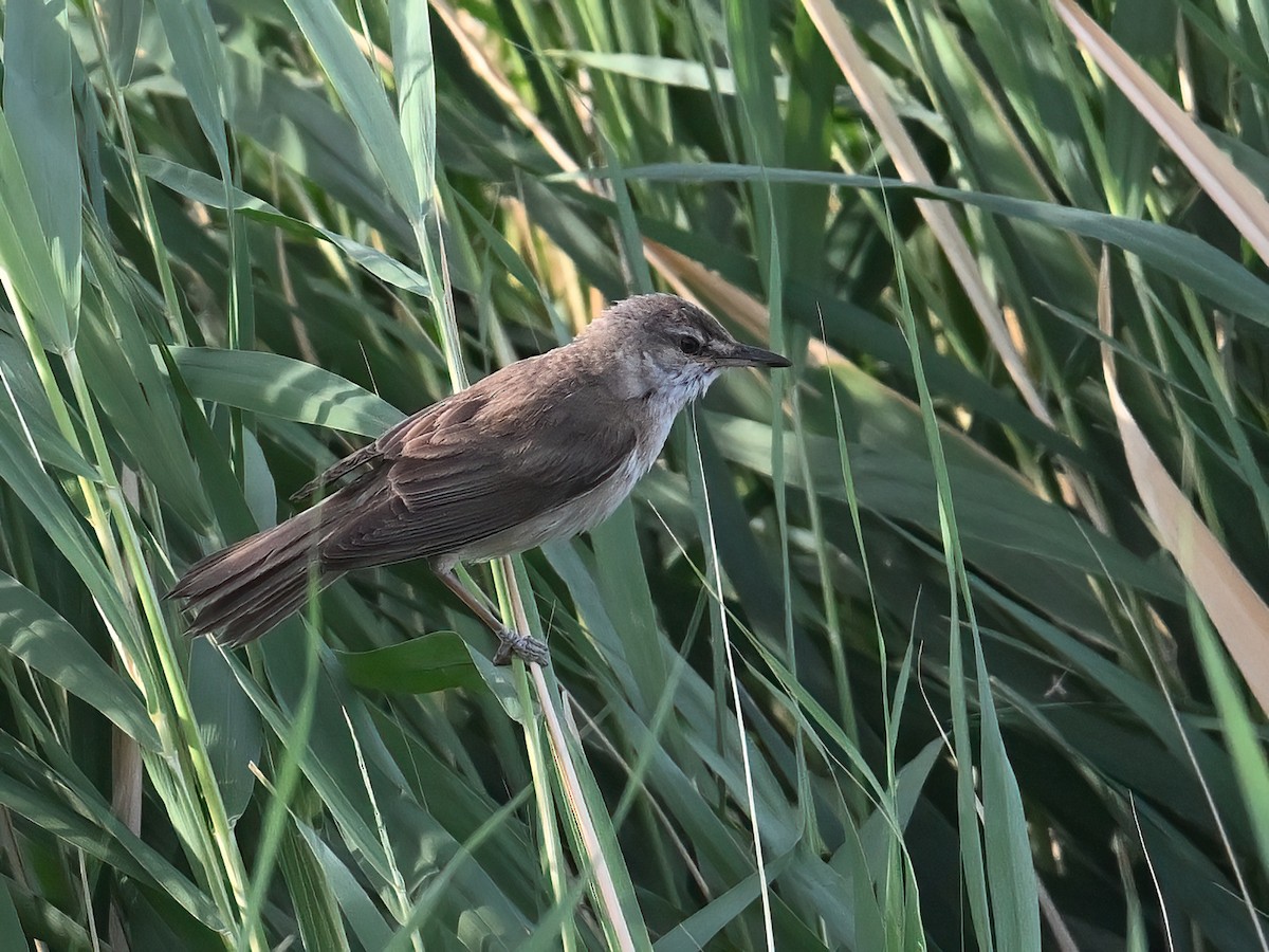 Great Reed Warbler - ML621660964