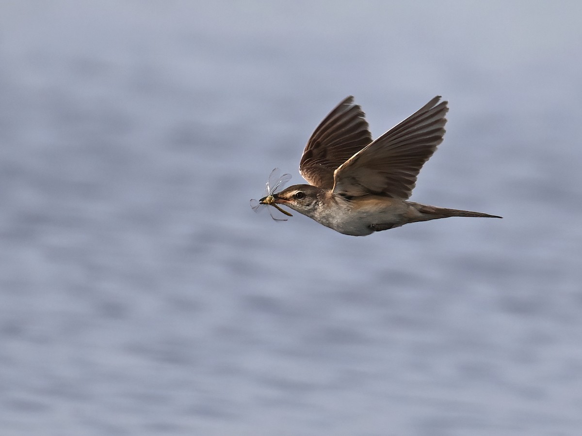 Great Reed Warbler - ML621660965