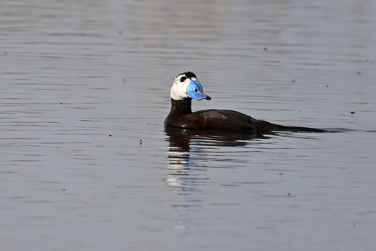 White-headed Duck - ML621660970