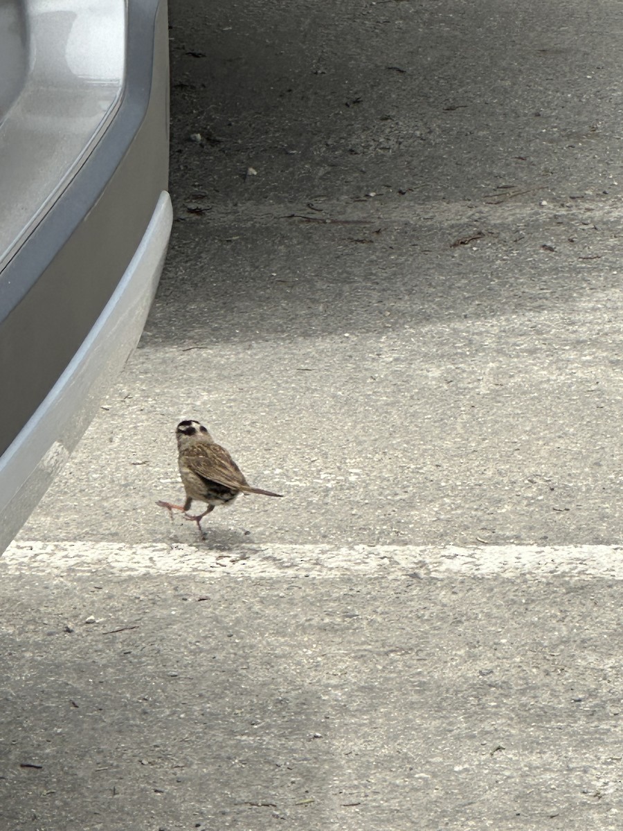 White-crowned Sparrow - ML621661162
