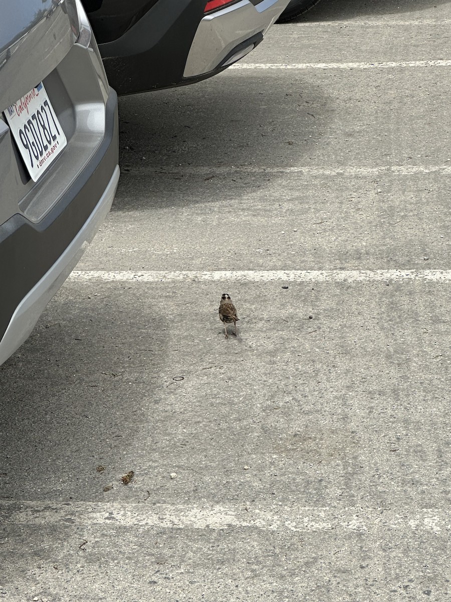 White-crowned Sparrow - ML621661165