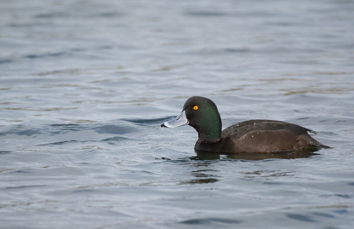 New Zealand Scaup - ML621661196