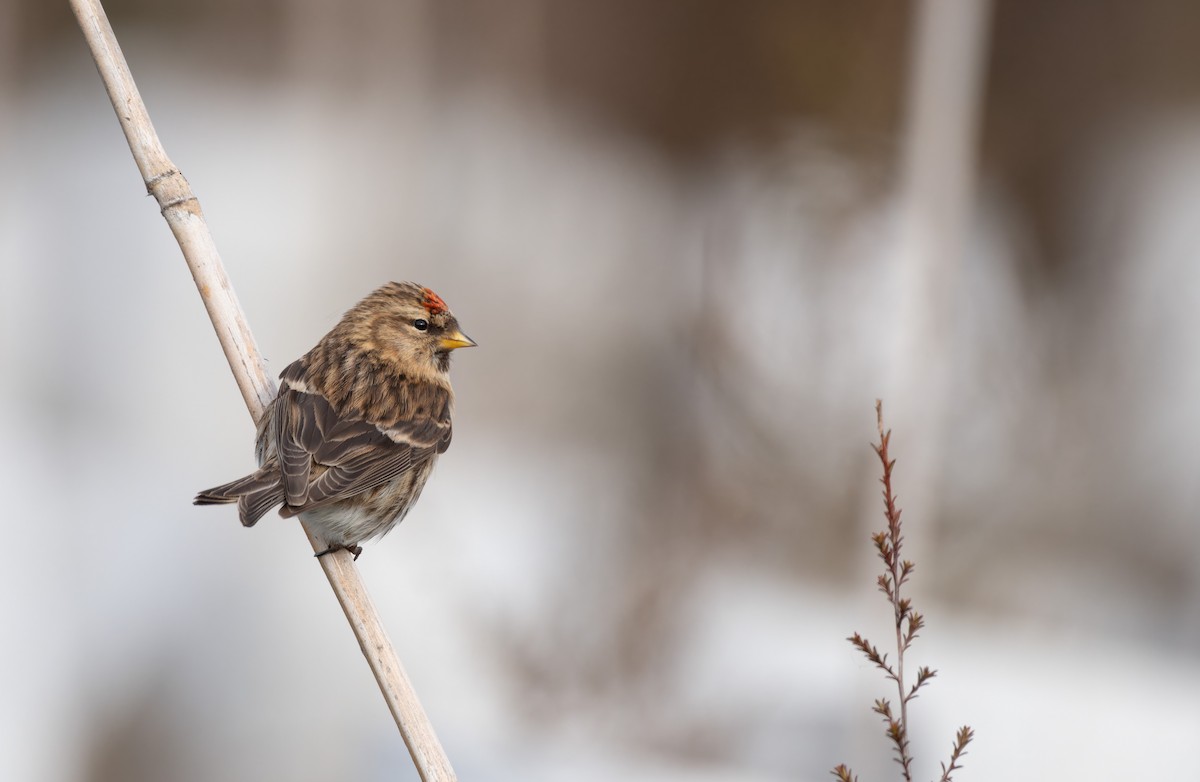 Lesser Redpoll - ML621661198