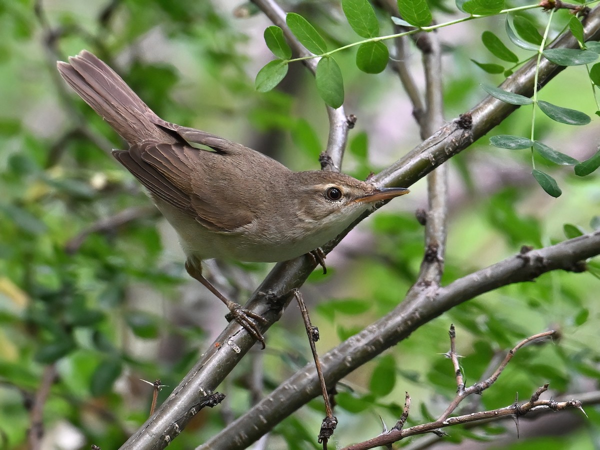 Blyth's Reed Warbler - ML621661235