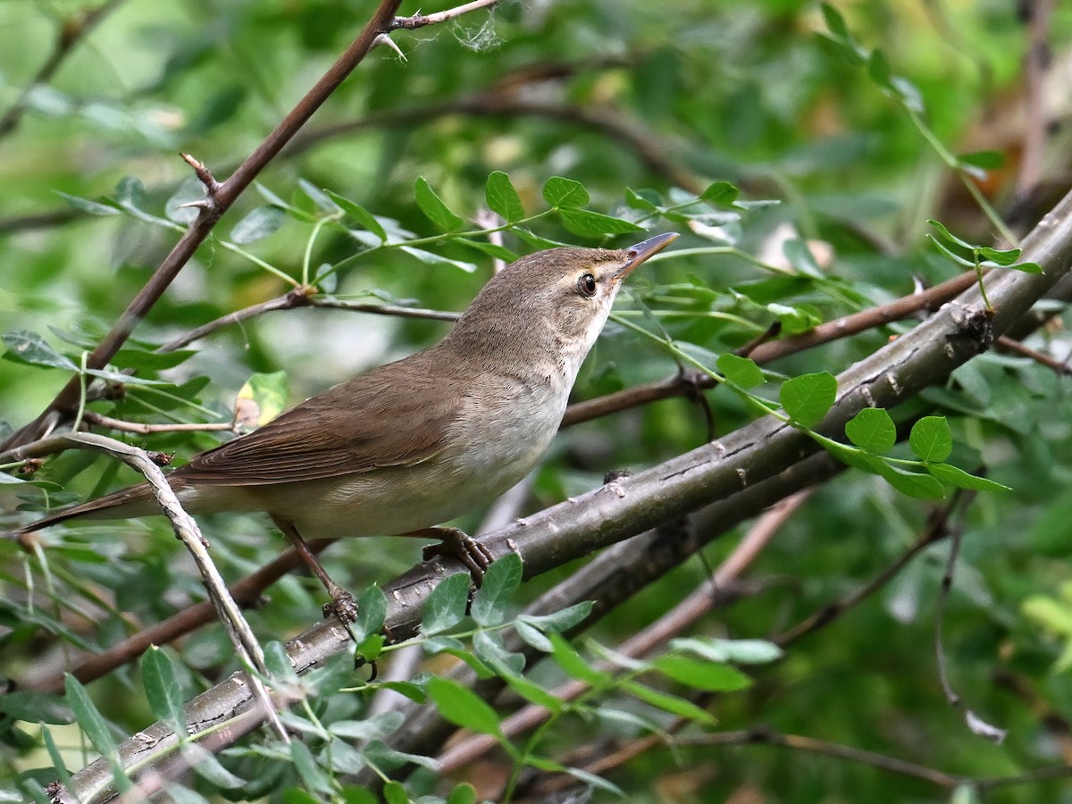 Blyth's Reed Warbler - ML621661236