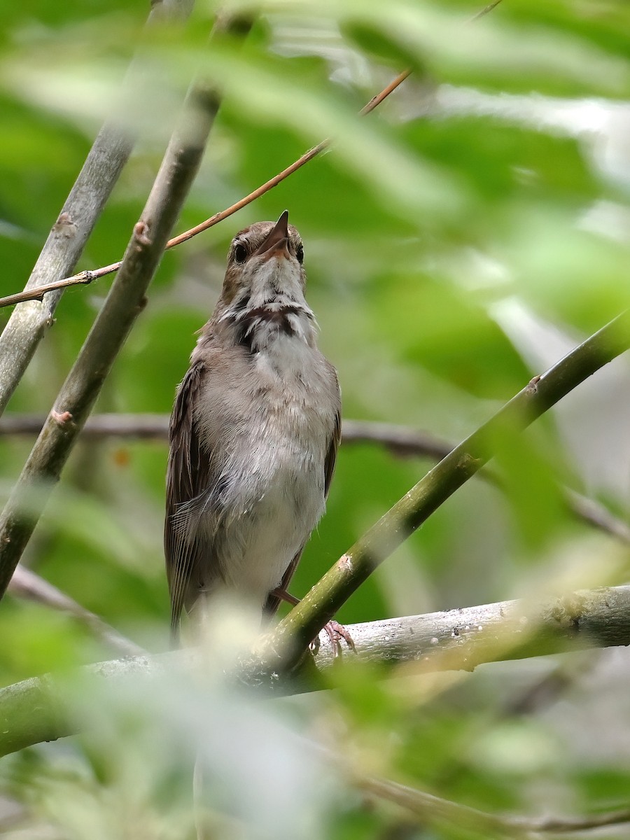 Common Nightingale - ML621661240