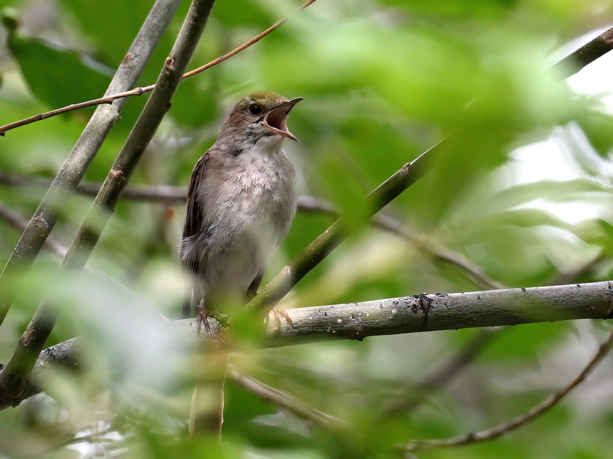 Common Nightingale - ML621661241