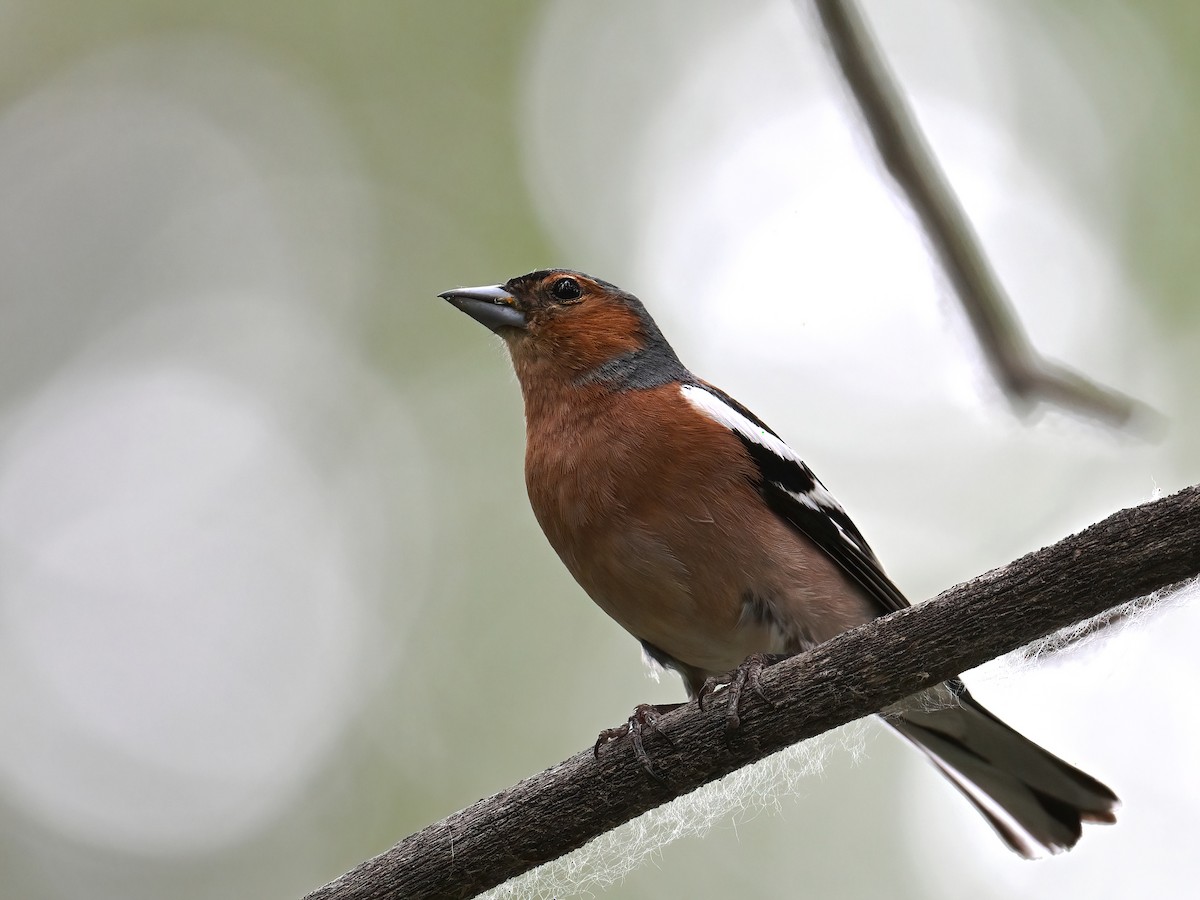 Common Chaffinch - ML621661244