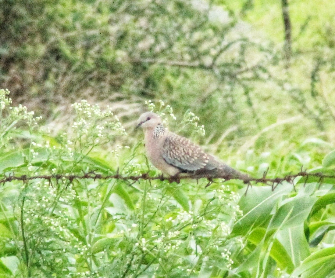 Spotted Dove - ML621661276