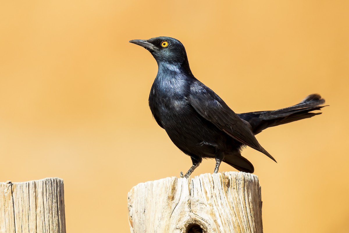 Pale-winged Starling - ML621661298