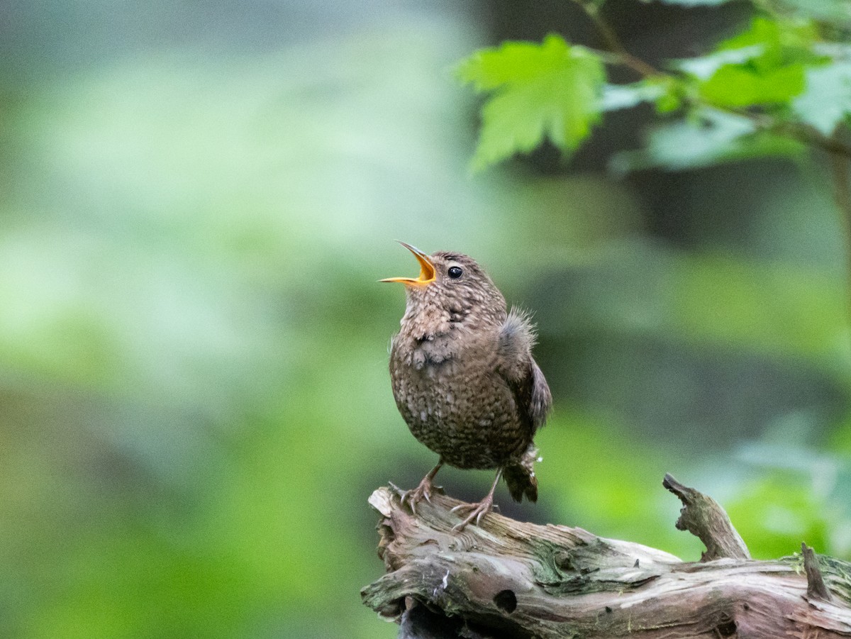 Eurasian Wren - ML621661299