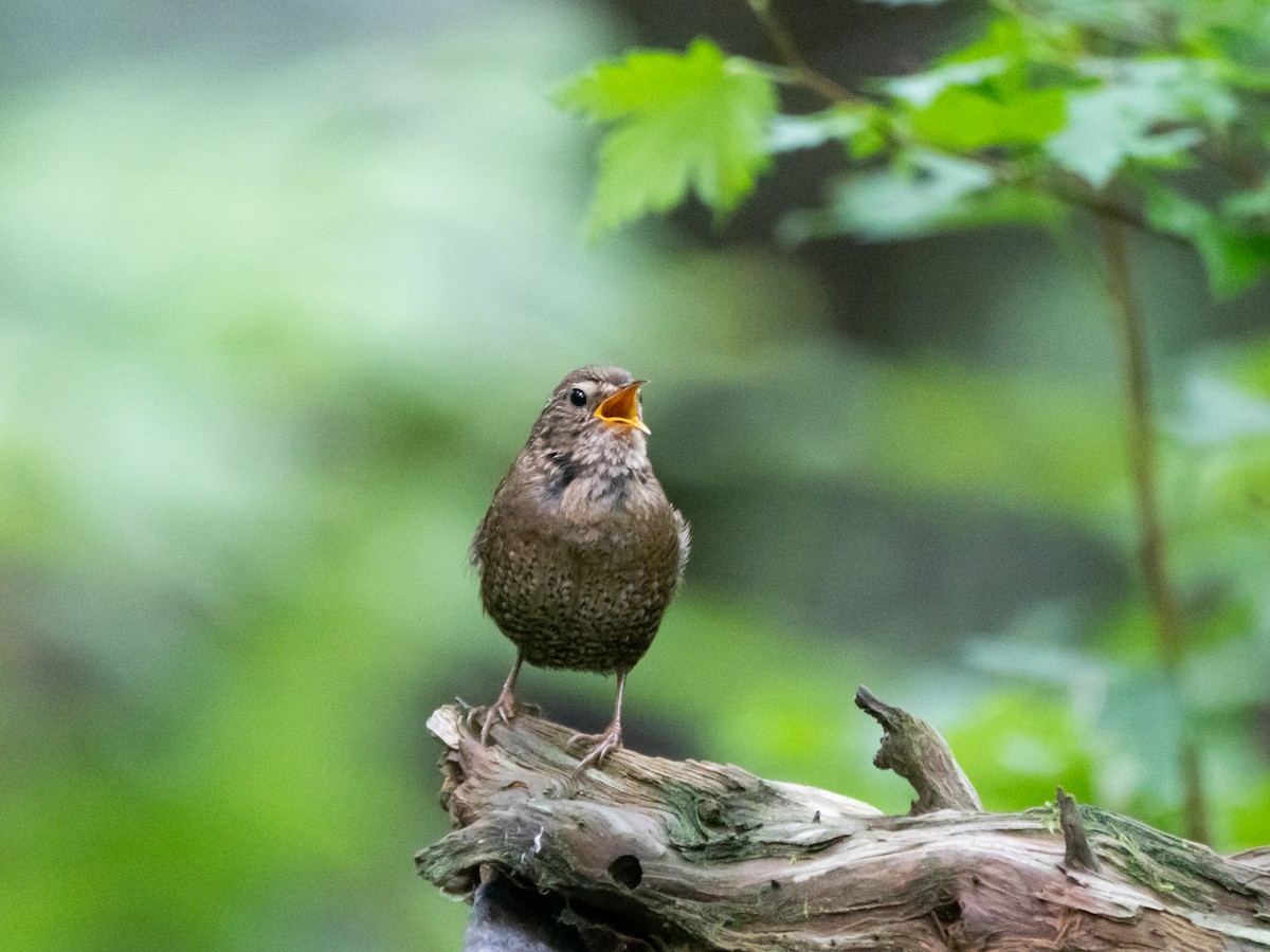 Eurasian Wren - ML621661300