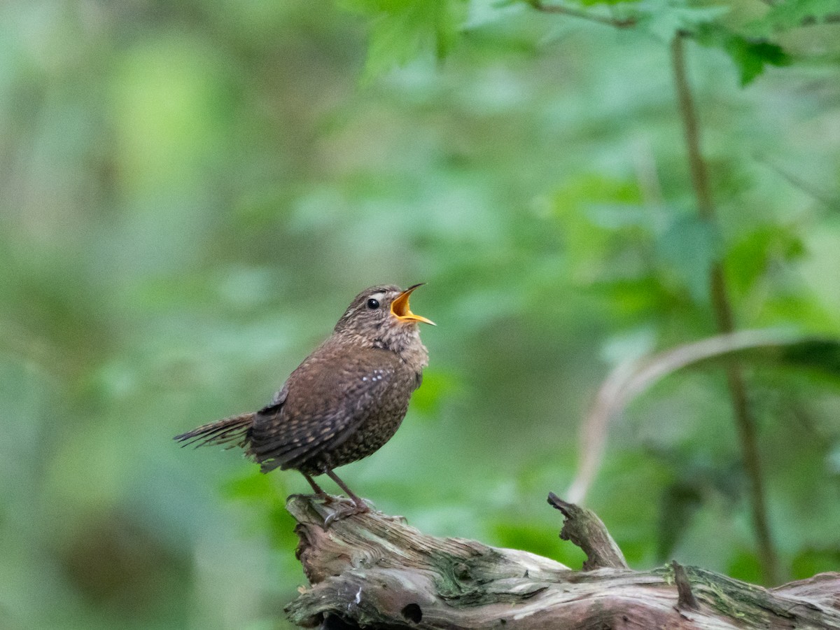 Eurasian Wren - ML621661302