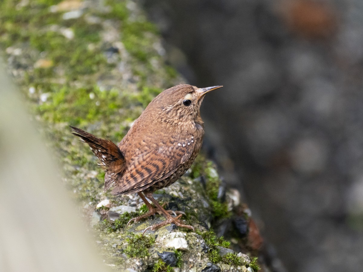 Eurasian Wren - ML621661303