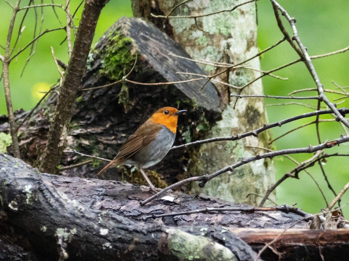 Japanese Robin - ML621661325
