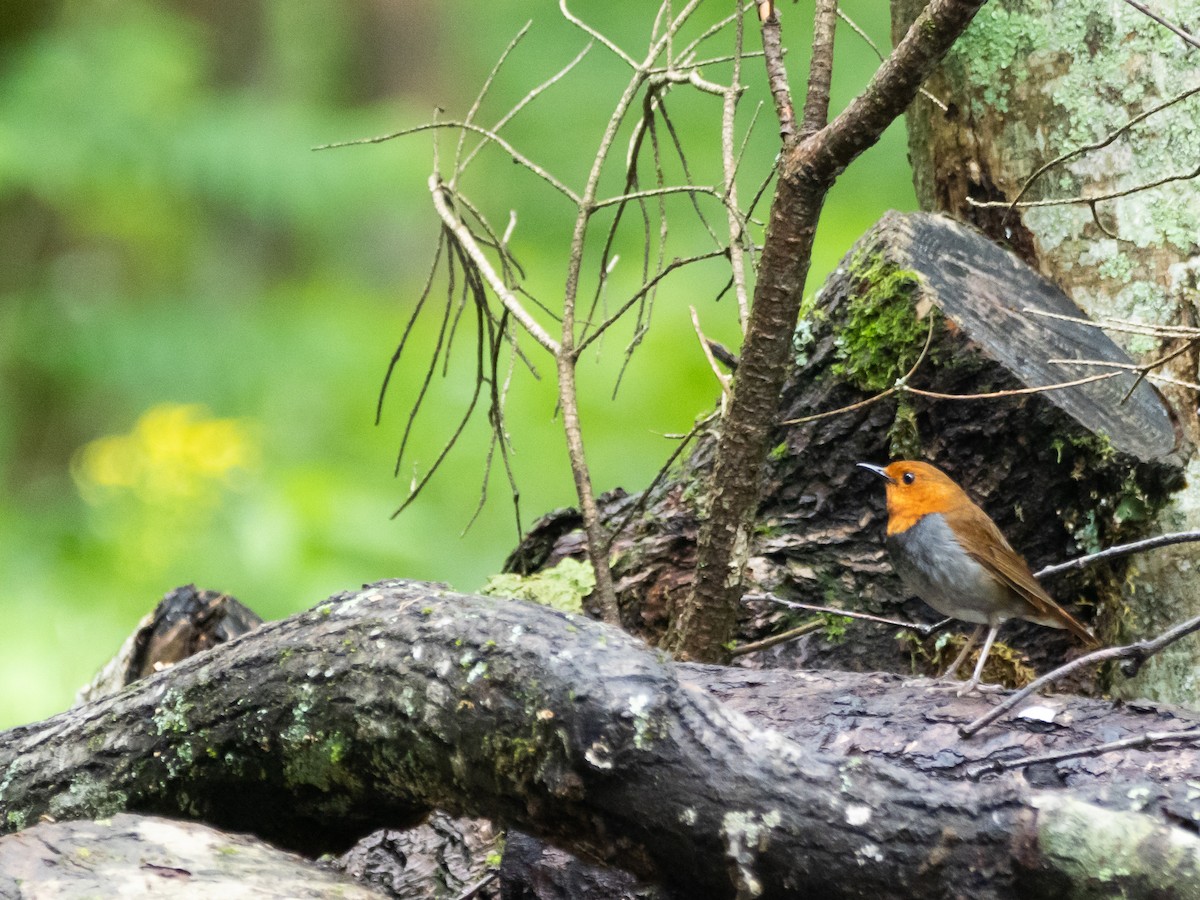 Japanese Robin - ML621661326