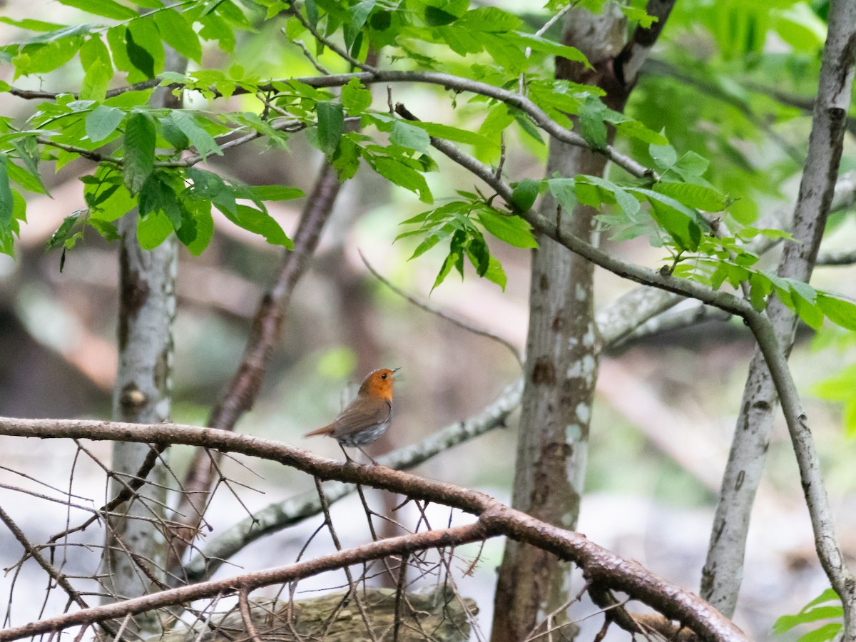 Japanese Robin - ML621661361