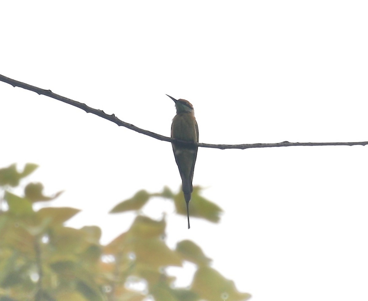 Asian Green Bee-eater - ML621661363