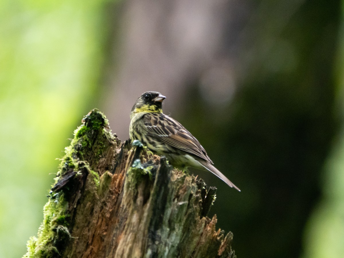 Masked Bunting - ML621661389