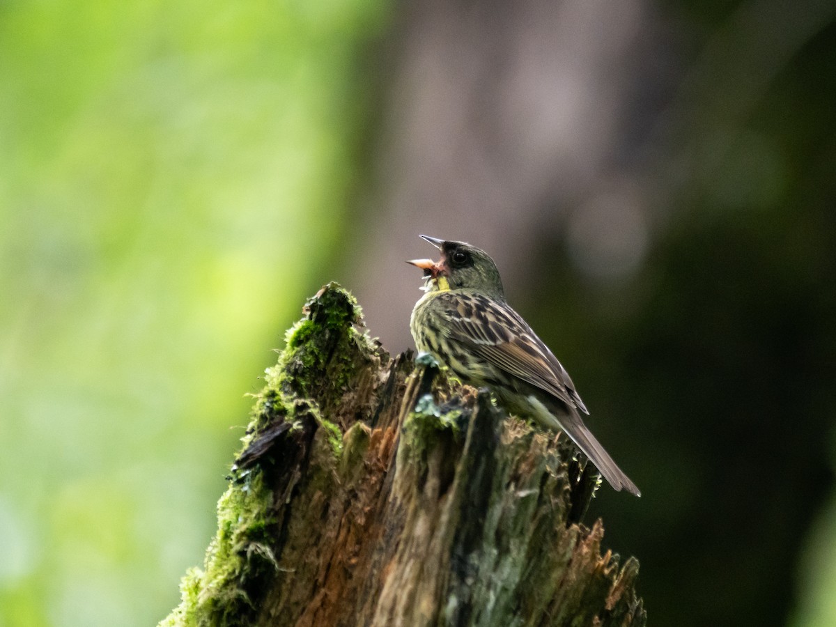 Masked Bunting - ML621661391