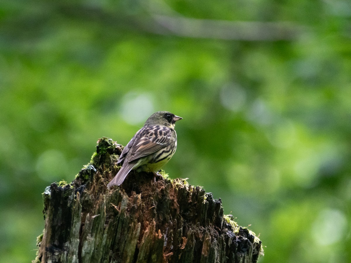 Masked Bunting - ML621661392