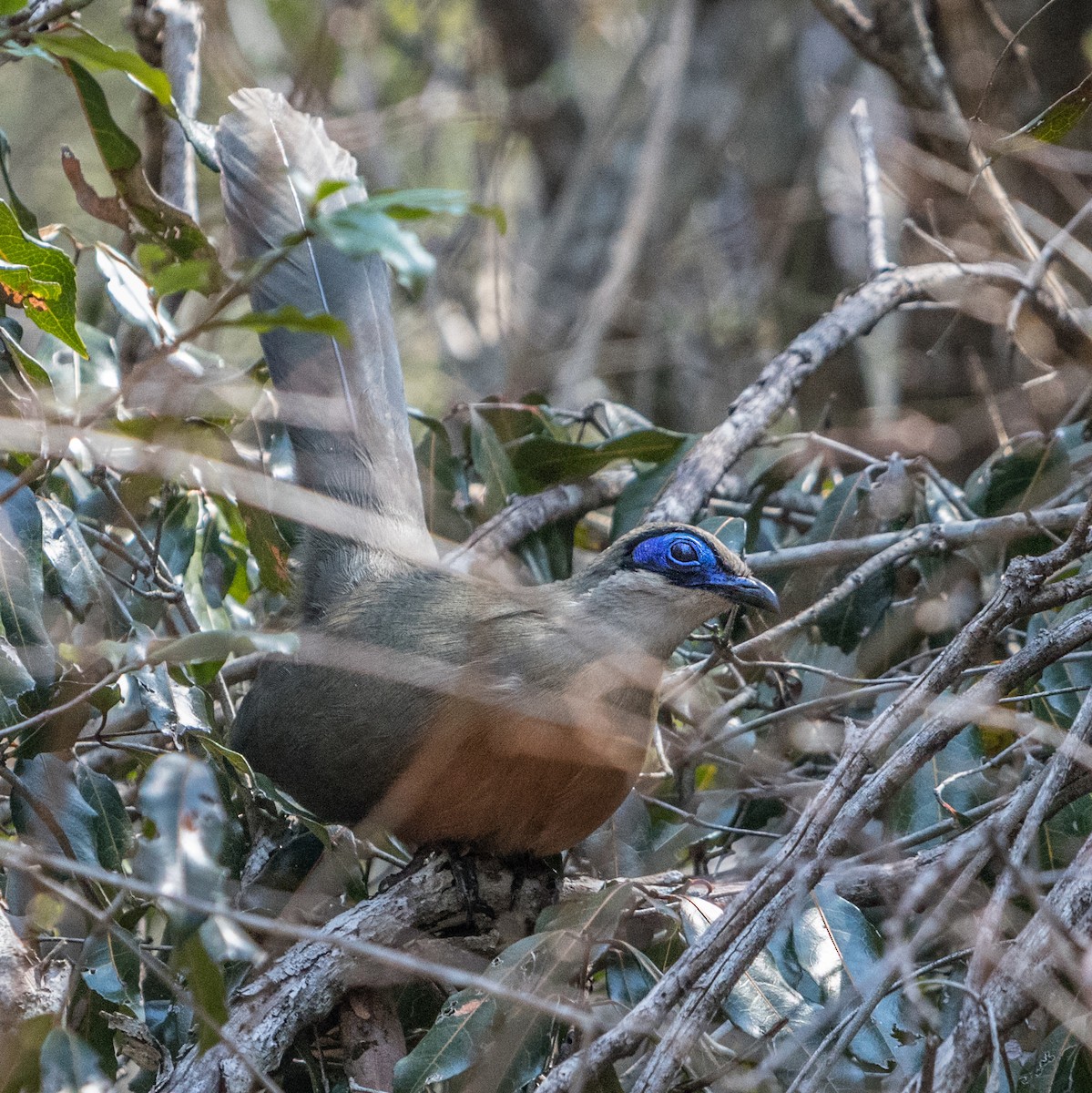 Coua géant - ML621661394