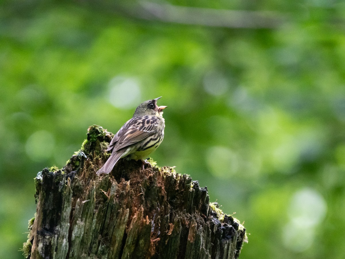 Masked Bunting - ML621661395