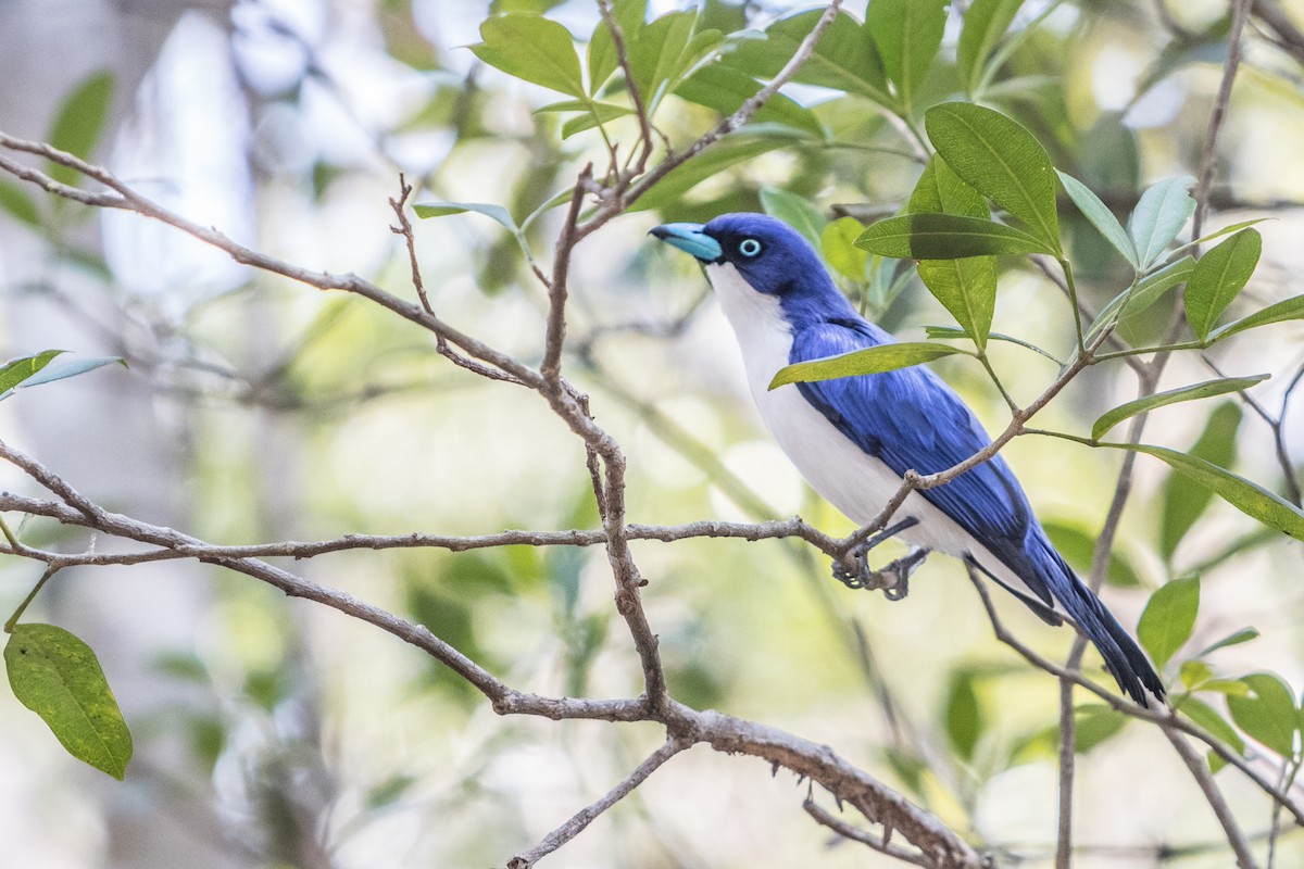 Madagascar Blue Vanga - ML621661405