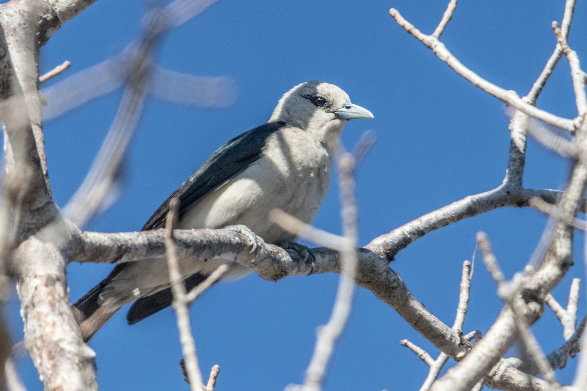 White-headed Vanga - ML621661432