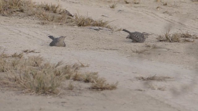 Fasciated Wren - ML621661487