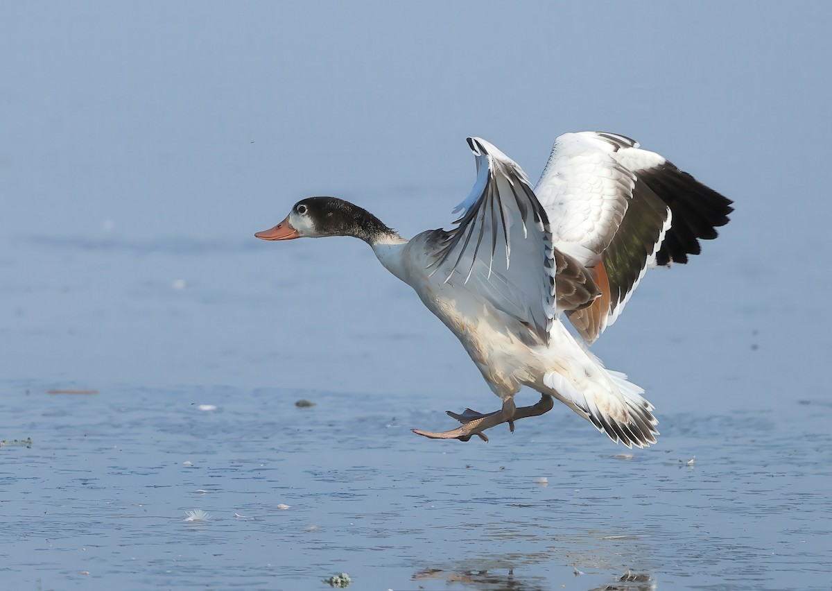 Common Shelduck - ML621661494