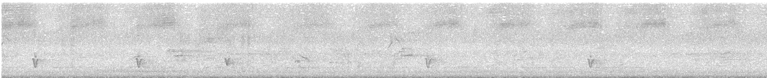 Sahul Cicadabird - ML621661505