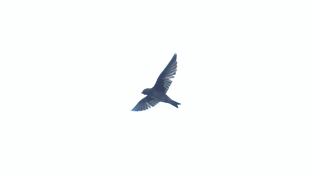 Purple Martin - ML621661506