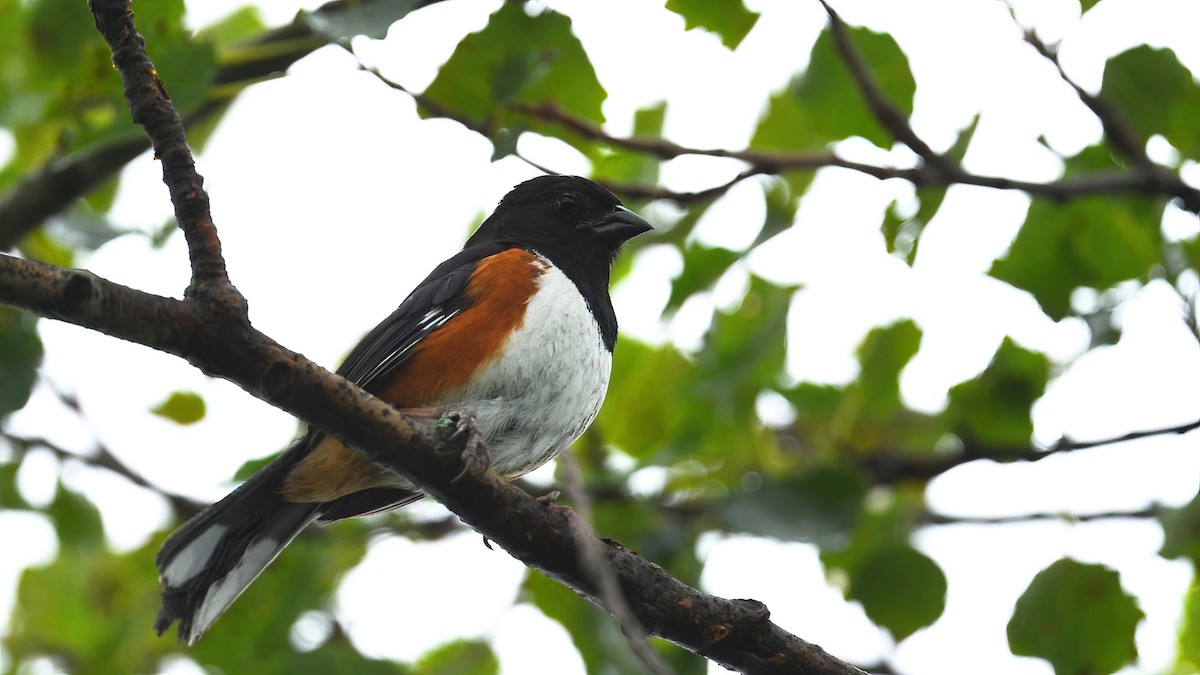 Eastern Towhee - ML621661517