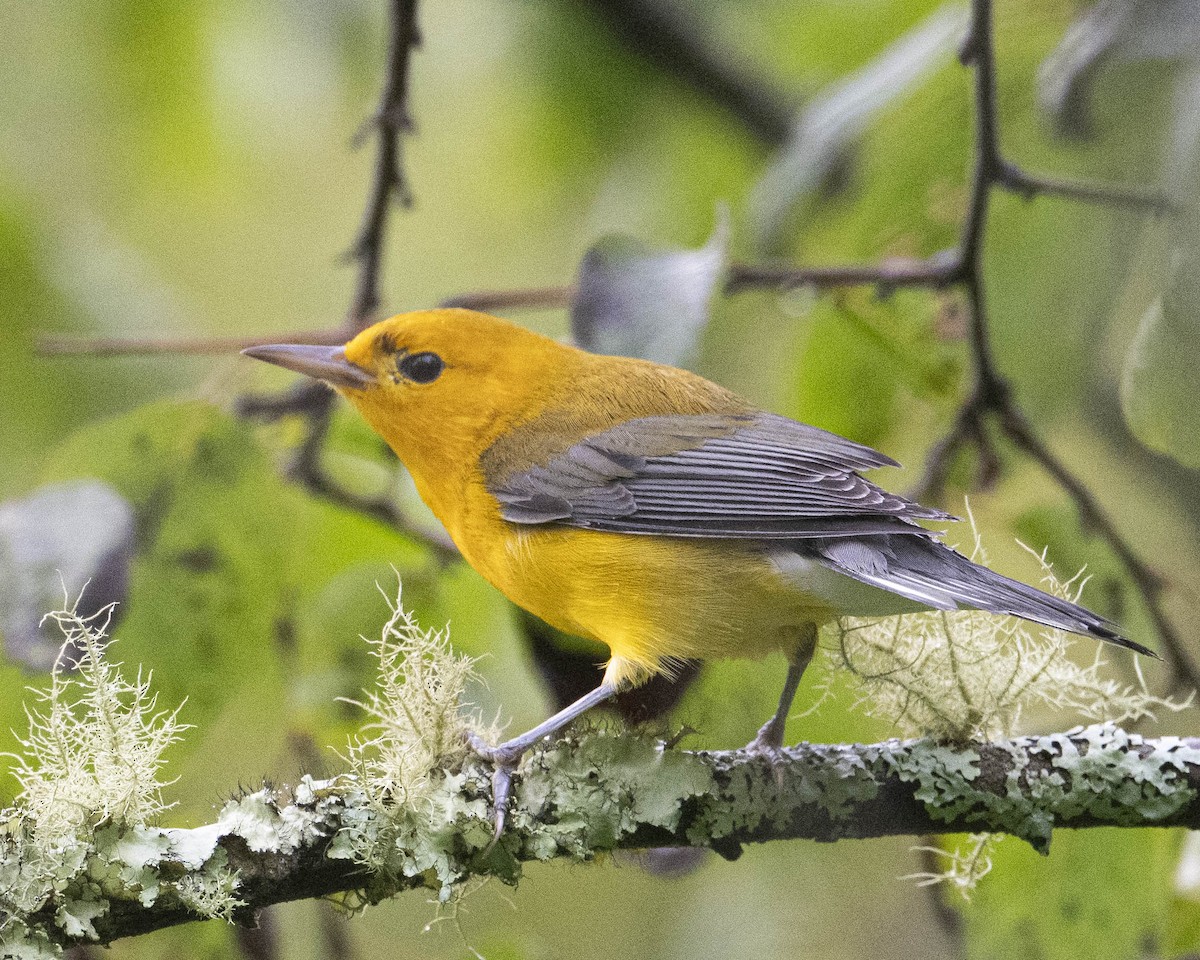 Prothonotary Warbler - ML621661595