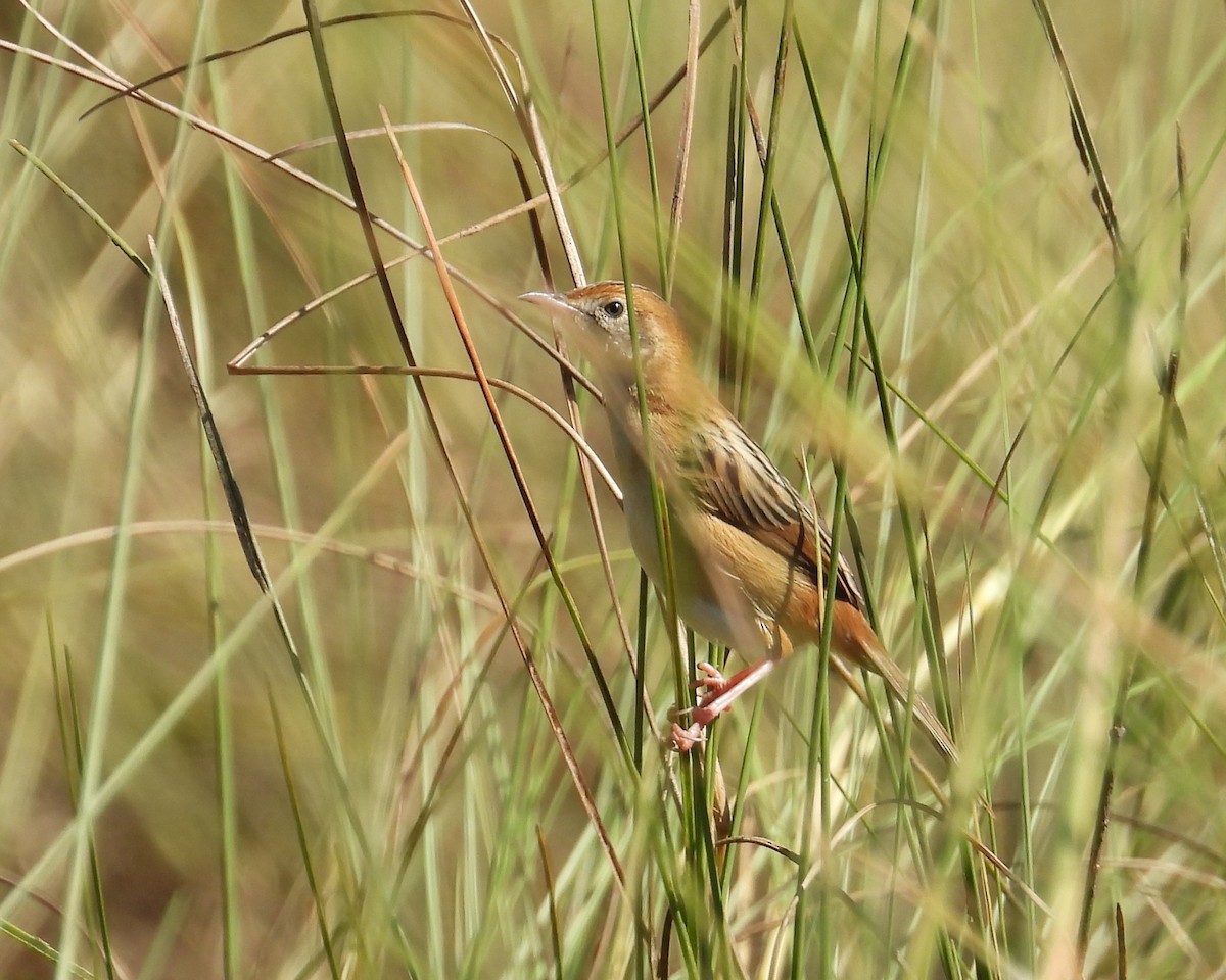 Golden-headed Cisticola - ML621661605