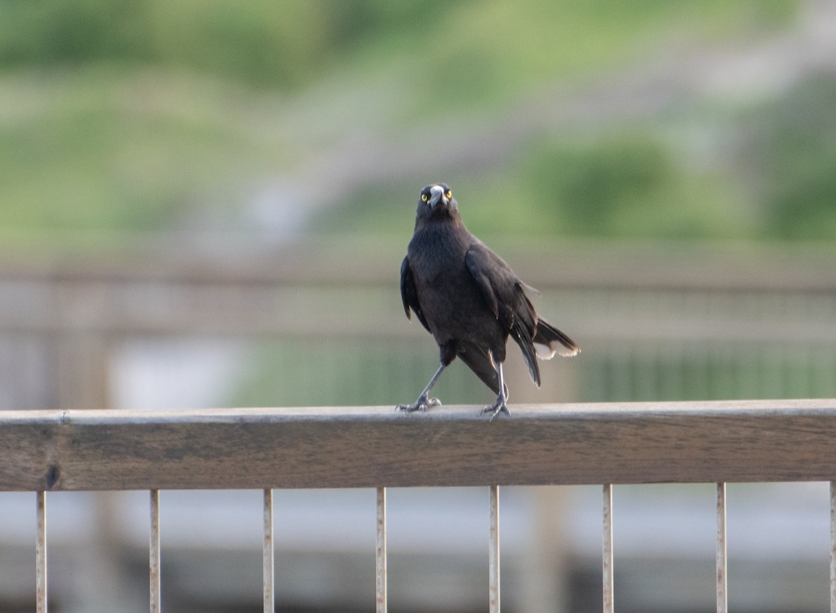 Gray Currawong (Kangaroo I.) - ML621661659