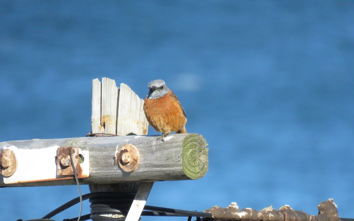 Cape Rock-Thrush - ML621661678